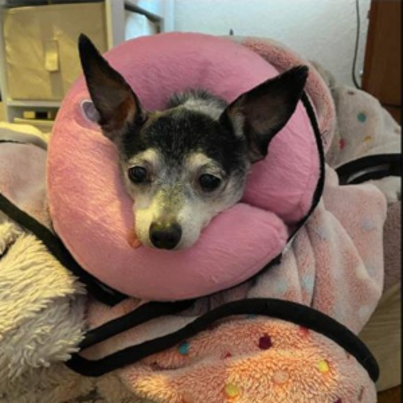 Katoggy Pets Inflatable Recovery Dog Collar - Picture 10 of 10